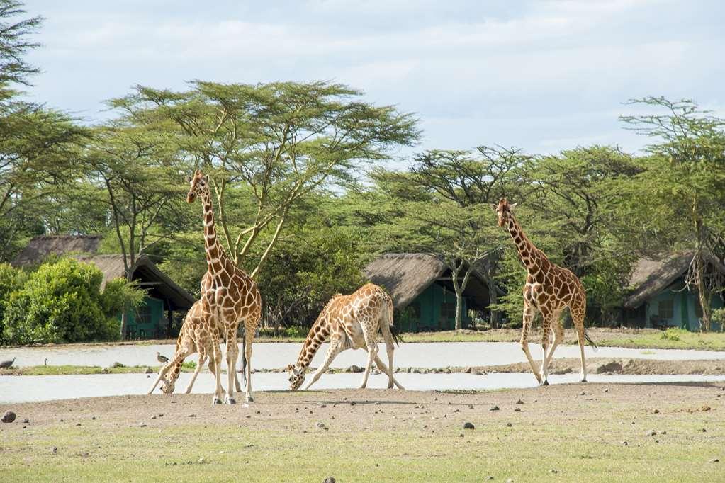 Sweetwaters Serena Camp Nanyuki Zařízení fotografie