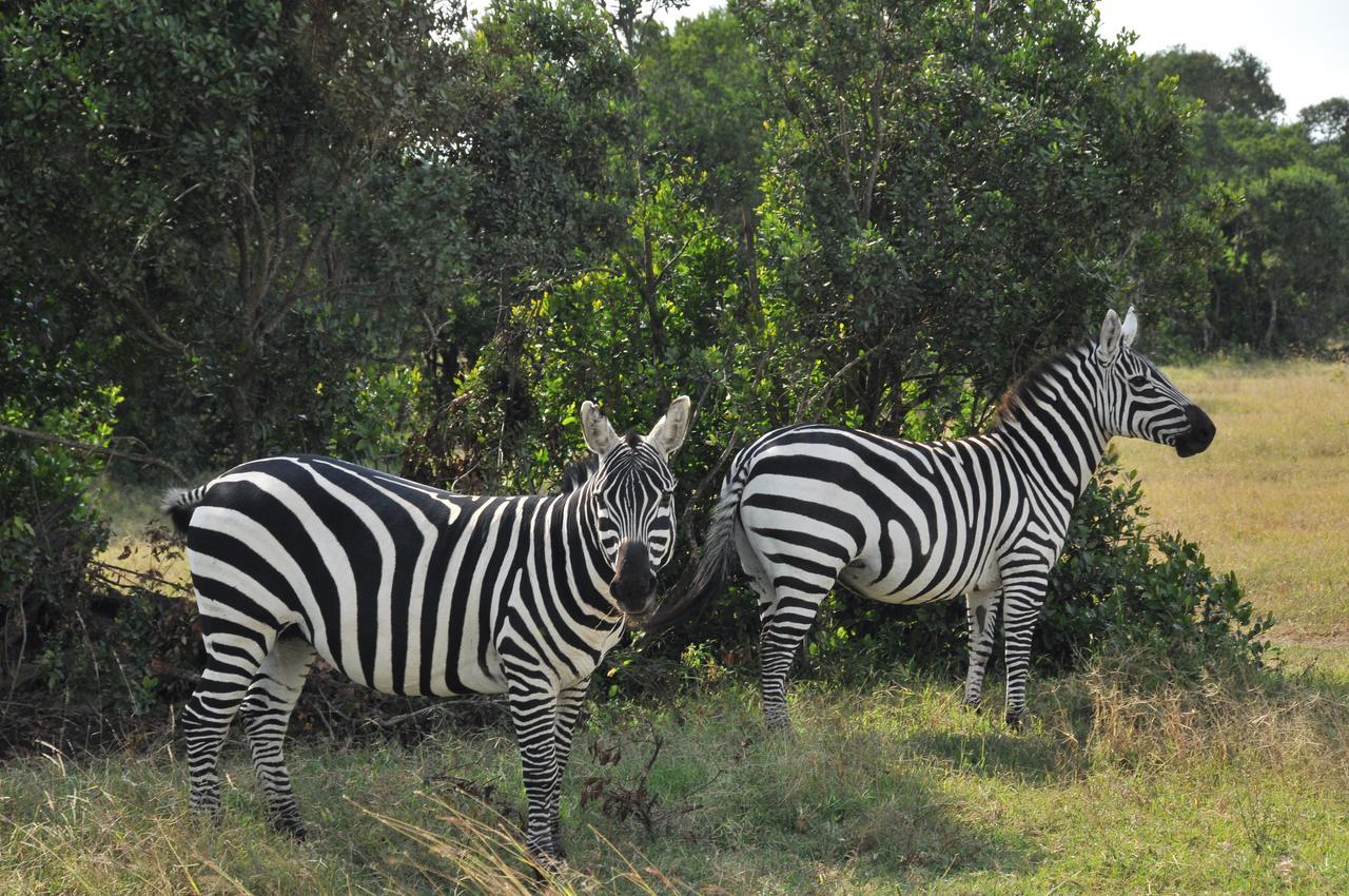 Sweetwaters Serena Camp Nanyuki Exteriér fotografie
