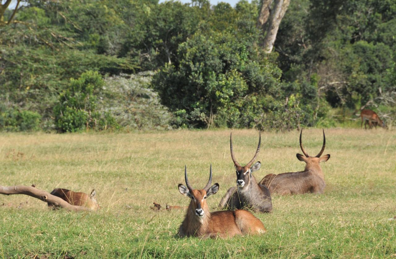Sweetwaters Serena Camp Nanyuki Exteriér fotografie