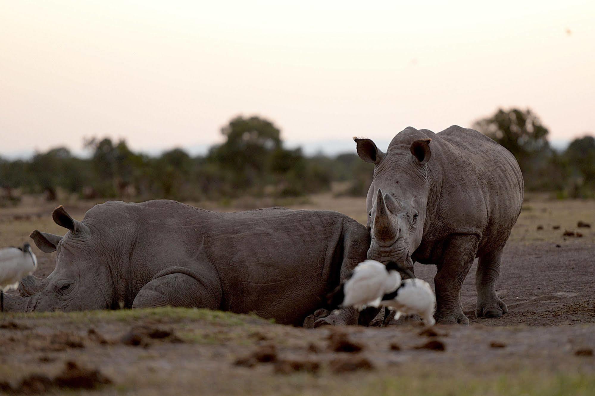 Sweetwaters Serena Camp Nanyuki Exteriér fotografie